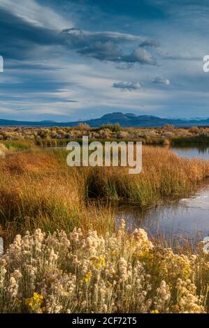 Feuchtgebiete, Mono Basin National Forest Scenic Area, Inyo National Forest, Eastern Sierra, Kalifornien Stockfoto