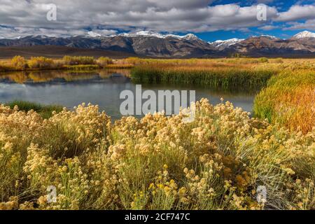 Rabbitbrush, Ericameria nauseosa, Warm Springs, Mono Basin National Forest Scenic Area, Inyo National Forest, Eastern Sierra, Kalifornien Stockfoto