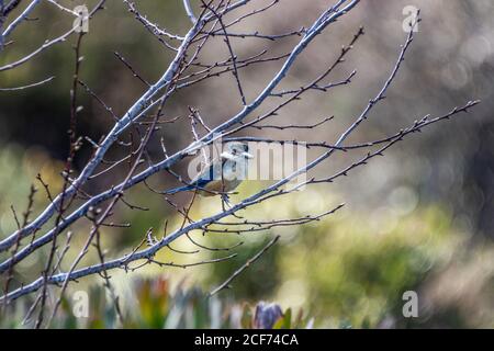 Heiliges Kingfisher Stockfoto