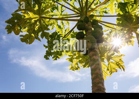 Sonnenschein filtert durch die grünen Blätter eines Bio-Kleinen Papaya Baum mit einem Bündel von unreifen Früchten Stockfoto