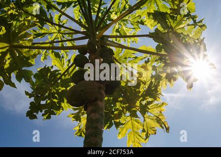 Sonnenschein filtert durch die grünen Blätter eines Bio-Kleinen Papaya Baum mit einem Bündel von unreifen Früchten Stockfoto