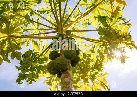 Sonnenschein filtert durch die grünen Blätter eines Bio-Kleinen Papaya Baum mit einem Bündel von unreifen Früchten Stockfoto