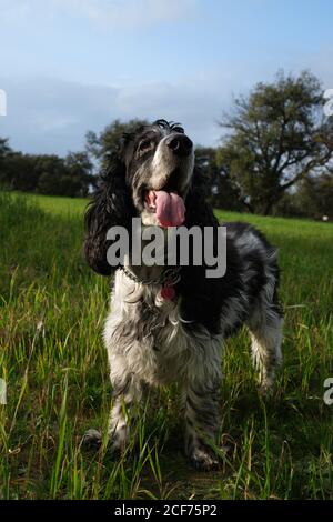 Niedliche schwarz und weiß großen Spaniel mit Zunge aus stehen Auf grünem Gras im Feld an sonnigen Tag Stockfoto
