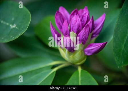 Lebendige, blühende Rhododendronblüten verleihen dem Frühling im Stone Mountain Park in der Nähe von Atlanta, Georgia, eine wunderschöne Farbe. Stockfoto
