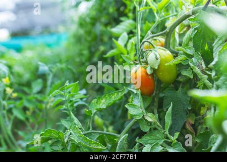 Frische Bio-rote und grüne Paprika wächst auf grünen Busch Im Garten Stockfoto