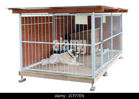 Einsamer älterer Hund lebt in einem großen Stahlkäfig. Outsoor sonnige Tagesaufnahme Stockfoto