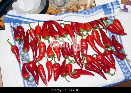 Heiße Chilischoten trocknen auf dem Tisch in einem Rustikale Küche Stockfoto