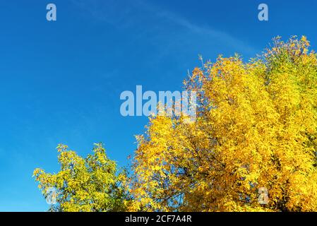Schöne Herbstbaumkrone mit gelben Blättern gegen klaren blauen Himmel, natürlicher Hintergrund, Herbstkonzept. Stockfoto