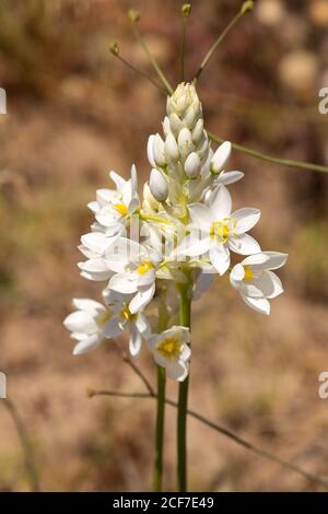 Ornithogalum thyrsoides in Renosterveld bei Darling, Westkap, Südafrika Stockfoto