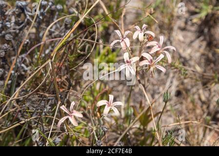 Pelargonium triste in Renosterveld Vegetation in der Nähe von Darling, Western Cape, Südafrika Stockfoto