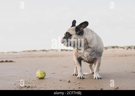 Netter Haushund, der in der Nähe des Tennisballs auf nassem Sand steht An der Küste und mit Blick weg Stockfoto