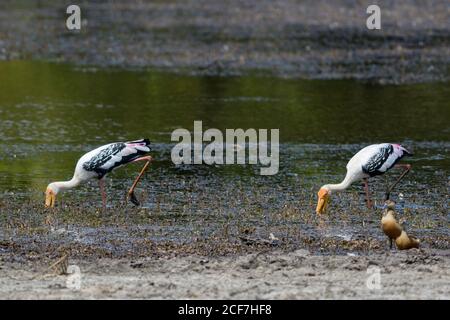 Bemalter Storch - Mycteria leucocephala, großer gefärbter Storch mit gelbem Schnabel aus Sri Lanka Seen, Sri Lanka. Stockfoto