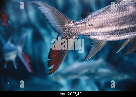 Großer Fischschwanz mit heller Silberskala in Blau Wasser des Aquariums auf verschwommenem Hintergrund Stockfoto