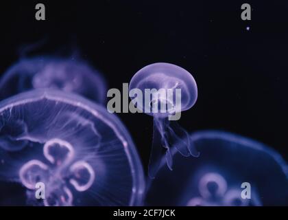 Ruhige transparente blaue Qualle unter Meer türkisfarbenes Wasser auf verschwommen Hintergrund Stockfoto