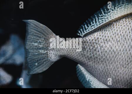 Großer Fischschwanz mit heller Silberskala in Blau Wasser des Aquariums auf verschwommenem Hintergrund Stockfoto