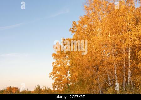 Leuchtend orange Herbstbaum krönt sich gegen blauen Himmel. Herbst gelbe Birken in der Abendsonne. Stockfoto