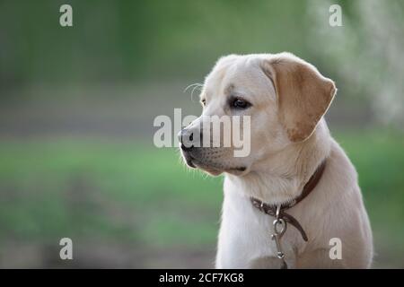 Portrait von Labrador Hund gegen verschwommen grüne Natur Hintergrund. Stockfoto