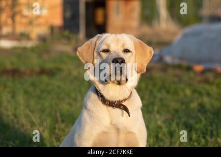 Nahaufnahme Porträt von Labrador Hund vor dem Hintergrund von Gras, Natur. Stockfoto