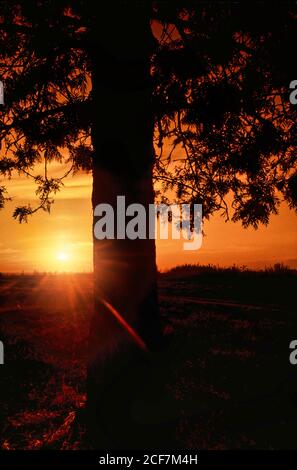 Die untergehende Sonne hinter einem Baum Stockfoto