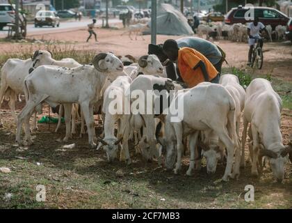 Gambia, Afrika - 5. August 2019: Seitenansicht von afrikanischen Vater und Junge Fütterung und Weide Hausrinder auf dem Dorfgebiet Stockfoto