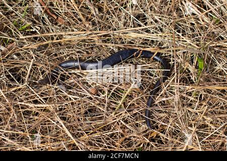 Toter Blindwurm im trockenen Gras, Anguis fragilis oder Blindschleiche Stockfoto