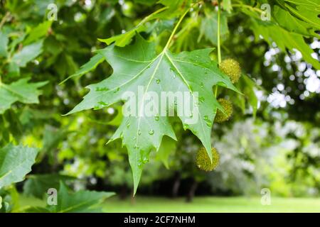 Frisches grünes Ahornblatt mit Wassertropfen auf dem Baum Nach dem Regen Stockfoto