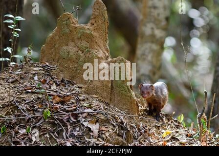 Ruddy Mongoose - Herpestes smithii - civets carnivore aus Sri Lanka Buschen und Wälder, Sri Lanka. Stockfoto