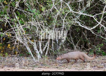 Ruddy Mongoose - Herpestes smithii - civets carnivore aus Sri Lanka Buschen und Wälder, Sri Lanka. Stockfoto