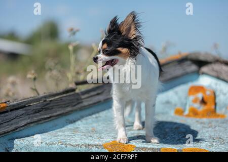 chihuahua auf einem alten blauen Fischerboot in der Wildnis Stockfoto