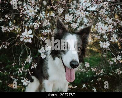 Neugieriger Border Collie Hund auf Blumenbeet in der Nähe Bürgersteig in Sonniger Park Stockfoto