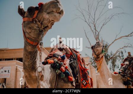 Zwei Kamele mit Ziersättel stehen in der Nähe der Kamera während der Reise mit Wohnwagen in der Wüste in der Nähe von Kairo, Ägypten Stockfoto