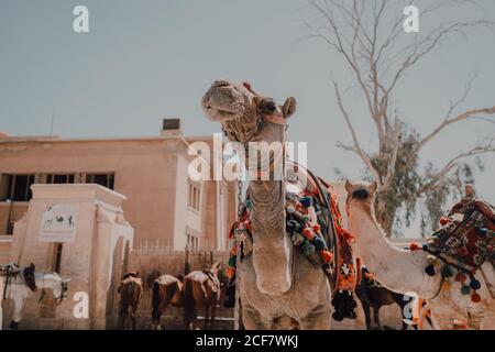 Zwei Kamele mit Ziersättel stehen in der Nähe der Kamera während der Reise mit Wohnwagen in der Wüste in der Nähe von Kairo, Ägypten Stockfoto