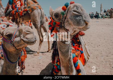 Zwei Kamele mit Ziersättel stehen in der Nähe der Kamera während der Reise mit Wohnwagen in der Wüste in der Nähe von Kairo, Ägypten Stockfoto