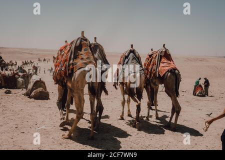 Kairo, Ägypten - April, 12 2019: Araber mit Kamelen in der Wüste gegen berühmte große Pyramiden und grauen Himmel in Kairo, Ägypten Stockfoto