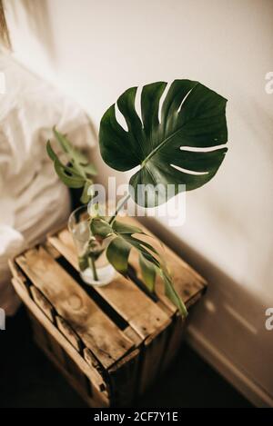 Von oben Glas mit frischem Wasser und grünen Monstera-Blättern Auf Holzkiste gegen Wand im Schlafzimmer platziert Stockfoto