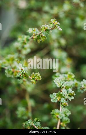 Junge Frühlingsgrün Blatt Blätter von Stachelbeere, Ribes Uva-crispa wächst im Zweig des Waldbuschpflanzenbaumes. Young Leaf Auf Boke Bokeh Natürliche Weichzeichnung Stockfoto