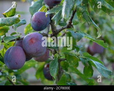 Reife Pflaumen sind im Sommer im Garten an einem Sämling von Marjorie hängen zu sehen. Stockfoto