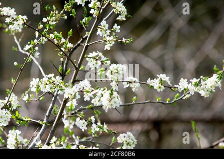 Kirschpflaumenzweige, die im Garten im Frühling blühen, Hintergrund, Hintergrund Stockfoto