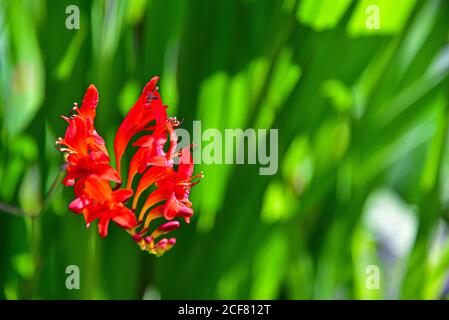 Blüte einer Montbretia (Crocosmia x crocosmiiflora Lucifer) aus der Familie der Iris (Iridaceae) in einem Garten in Bayern, Deutschland, Europa Stockfoto