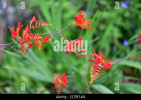 Blüte einer Montbretia (Crocosmia x crocosmiiflora Lucifer) aus der Familie der Iris (Iridaceae) in einem Garten in Bayern, Deutschland, Europa Stockfoto