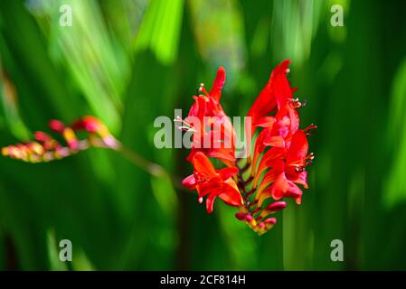 Blüte einer Montbretia (Crocosmia x crocosmiiflora Lucifer) aus der Familie der Iris (Iridaceae) in einem Garten in Bayern, Deutschland, Europa Stockfoto