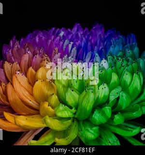 Regenbogenfarbige Dahlie auf schwarzem Hintergrund. Low Key studio geschossen von einem hellen Blume. Gut für Bildschirm Hintergrund, Wallpapers. Stockfoto