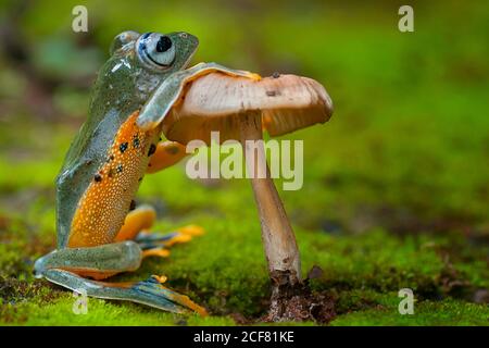 Frosch sitzt auf einer Heliconia Stockfoto