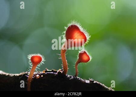 Red Hairy Cup Pilzen Pilz Cookiena Tricholoma auf einem Holz. Makrofoto Stockfoto