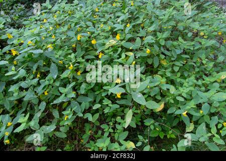 Berühren Sie mich nicht Balsam wächst im Wald, auch Impatiens noli tangere oder Grosses Springkraut genannt Stockfoto