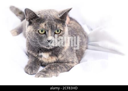 Grau schöne weibliche Katze liegt auf weißem Bett. Mischung aus britischer Katze. Graue Katze mit beigen Flecken Stockfoto