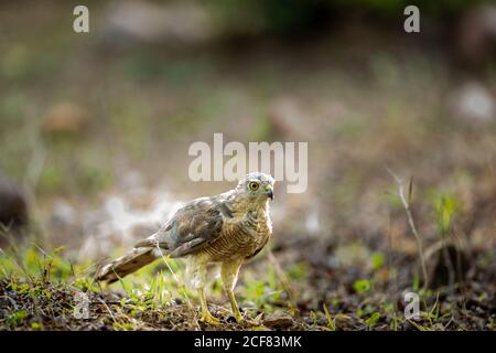 Shikra oder Accipiter Badius oder wenig gebänderter Goshawk Boden thront Auf der Suche nach Insekten in ranthambore Nationalpark rajasthan indien Stockfoto