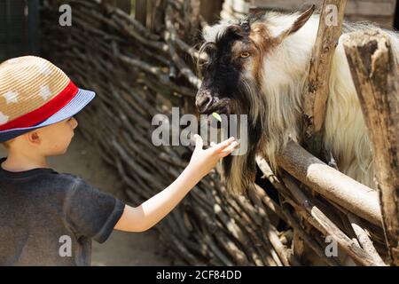 Der kleine Junge füttert Ziegen auf einem Bauernhof. Kleines Baby und Ziegen. Kind füttert Ziege im Tierzoo. Urlaub auf dem Land. Aktive Freizeit mit Kindern outdoo Stockfoto