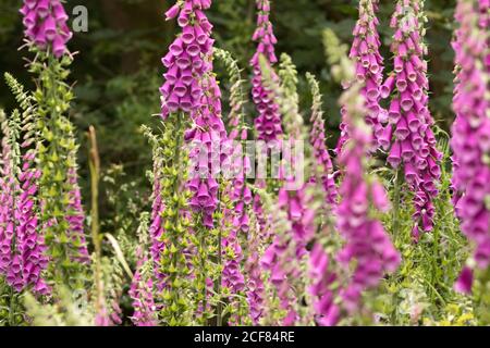 Fuchshandschuhe (Digitalis purpurea) wachsen wild im Wald. Surrey, Großbritannien. Stockfoto