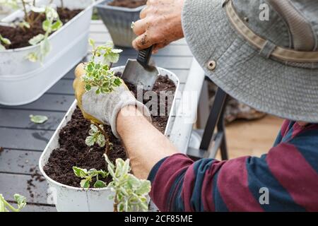 Von oben Blick auf unkenntlich Senior männlichen Rentner in casual Kleidung und Hut Pflanzung Sämlinge in Topf, während sitzen Tisch im Garten in der Nähe des Hauses Stockfoto